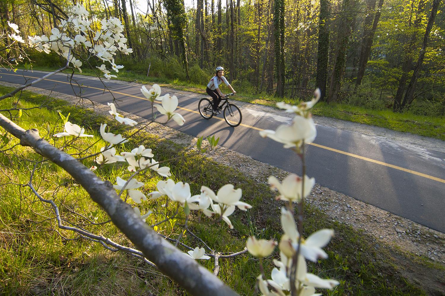 Bicycle on Greenway