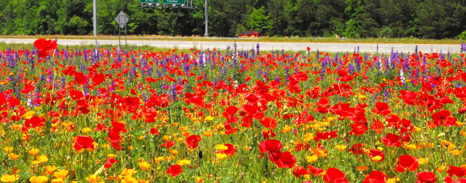 Wildflower Program